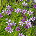 Nash's Blue-eyed Grass - Photo (c) Mary Keim, some rights reserved (CC BY-NC-SA)