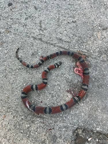 Double-banded Coral Snake Mimic