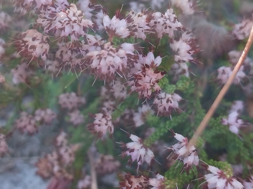 Image of Heathlike Heath (Erica ericoides) by (c) De Waal Hugo, some rights reserved (CC BY)