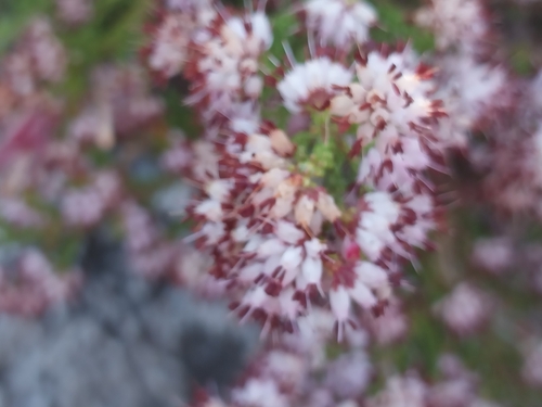Image of Erica ericoides by (c) De Waal Hugo, some rights reserved (CC BY)