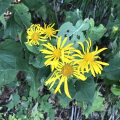 Doronicum austriacum