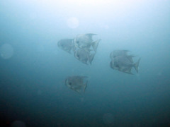 Ephippidae