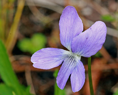 Viola palmata