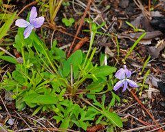 Viola palmata