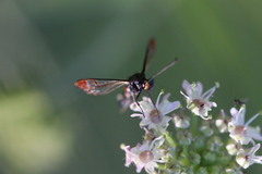 Synanthedon formicaeformis