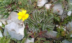 Potentilla leonina