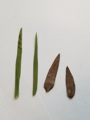 Dichanthelium spretum