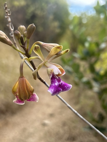 Psychilis macconnelliae, photograph 6