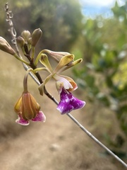 Psychilis macconnelliae, photograph (c) Owen VanAntwerpen, some rights reserved (CC BY-SA)