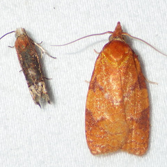 Cenopis directana