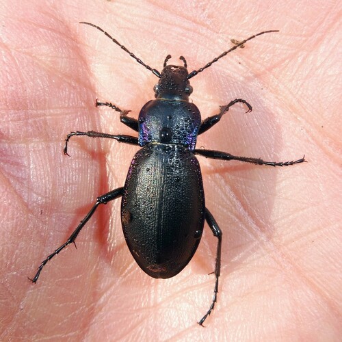 Violet ground beetle