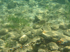 Stephanolepis diaspros