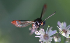 Synanthedon formicaeformis