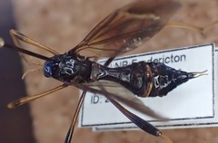 Ctenophora apicata