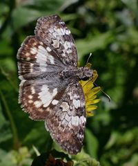 Chiomara asychis autander