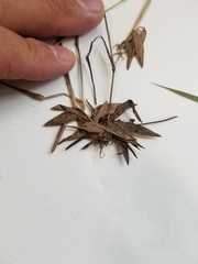 Dichanthelium spretum