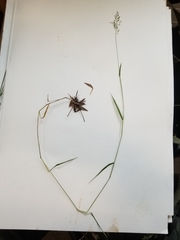Dichanthelium spretum