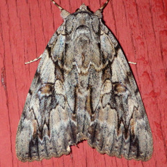 Catocala subnata