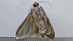 Cucullia omissa