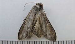 Cucullia omissa