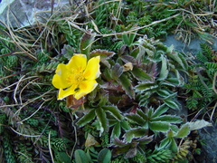 Potentilla leonina