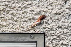 Passer domesticus × italiae