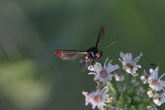 Synanthedon formicaeformis