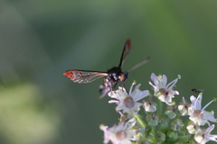 Synanthedon formicaeformis