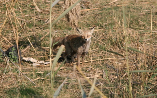 Red Fox