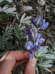 Lupinus obtusilobus