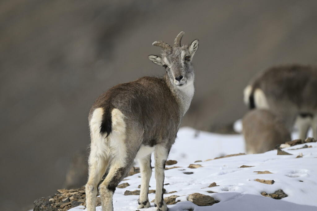 Bharal