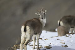 Bharal photo 1