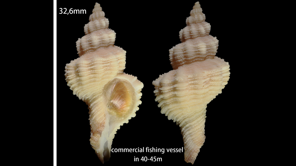 Gracilipurpura craticulata