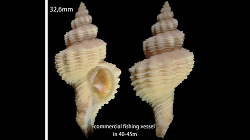 Gracilipurpura craticulata