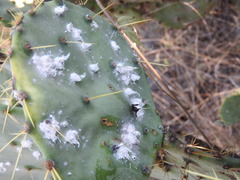 Dactylopius confusus