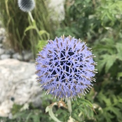 Echinops bannaticus