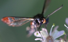 Synanthedon formicaeformis