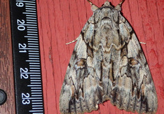 Catocala subnata