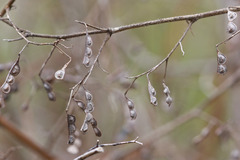 Aeschynomene americana