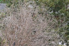 Aeschynomene americana