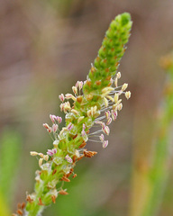 Plantago virginica