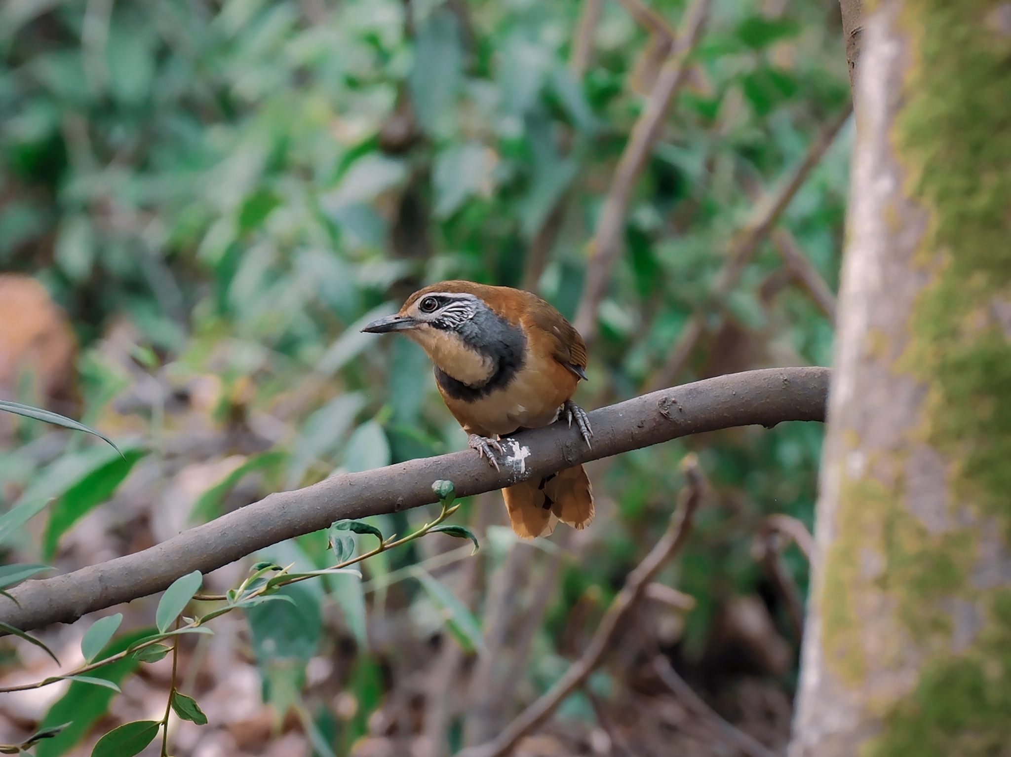 Greater Necklaced Laughingthrush