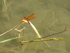 Perithemis domitia