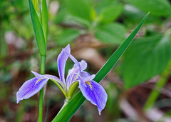 Iris savannarum