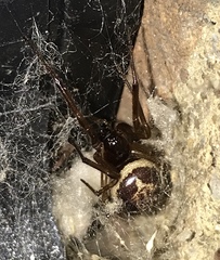 Steatoda nobilis