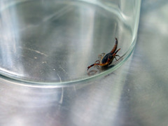 Centruroides limbatus