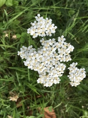 Achillea millefolium
