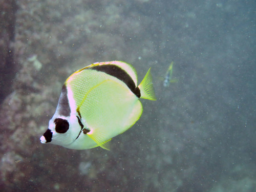 Black-nosed Butterflyfish