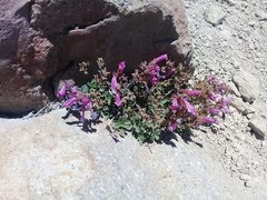 Penstemon davidsonii