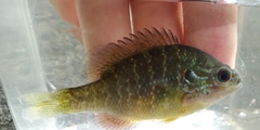 Lepomis peltastes